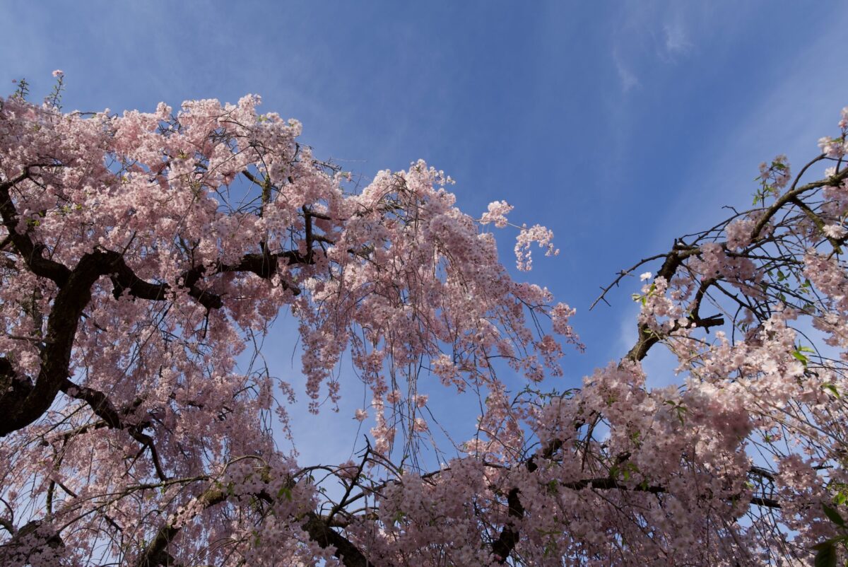 京都　原谷苑